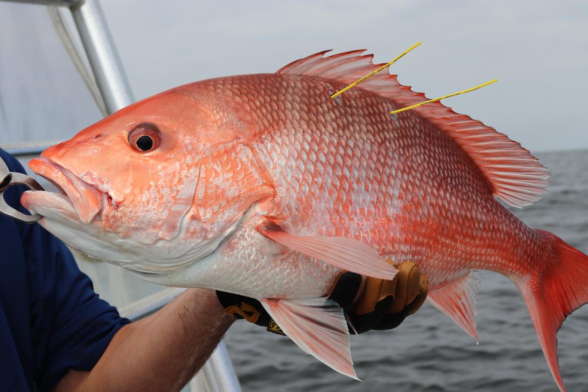 tagged red snapper