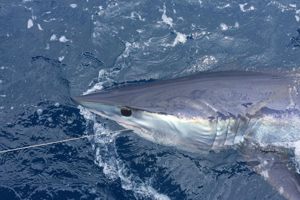 Mako shark