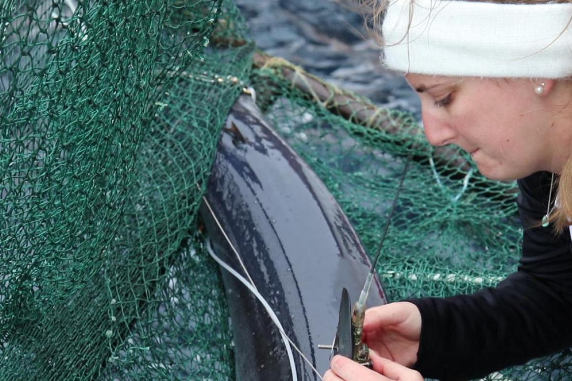 Shark Tagging