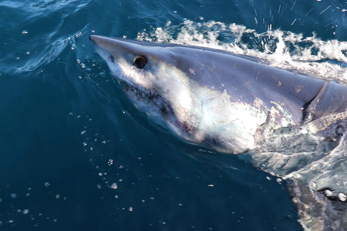 CSSC on shark week - mako shark