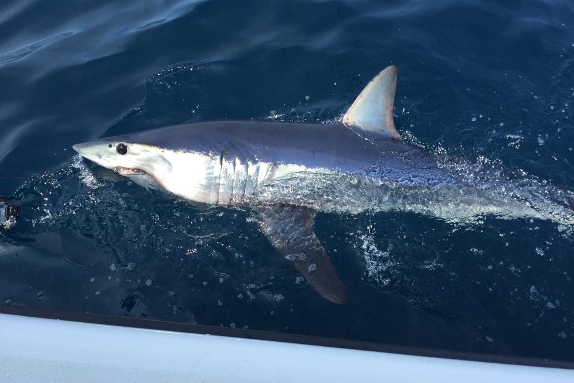 Mako Shark