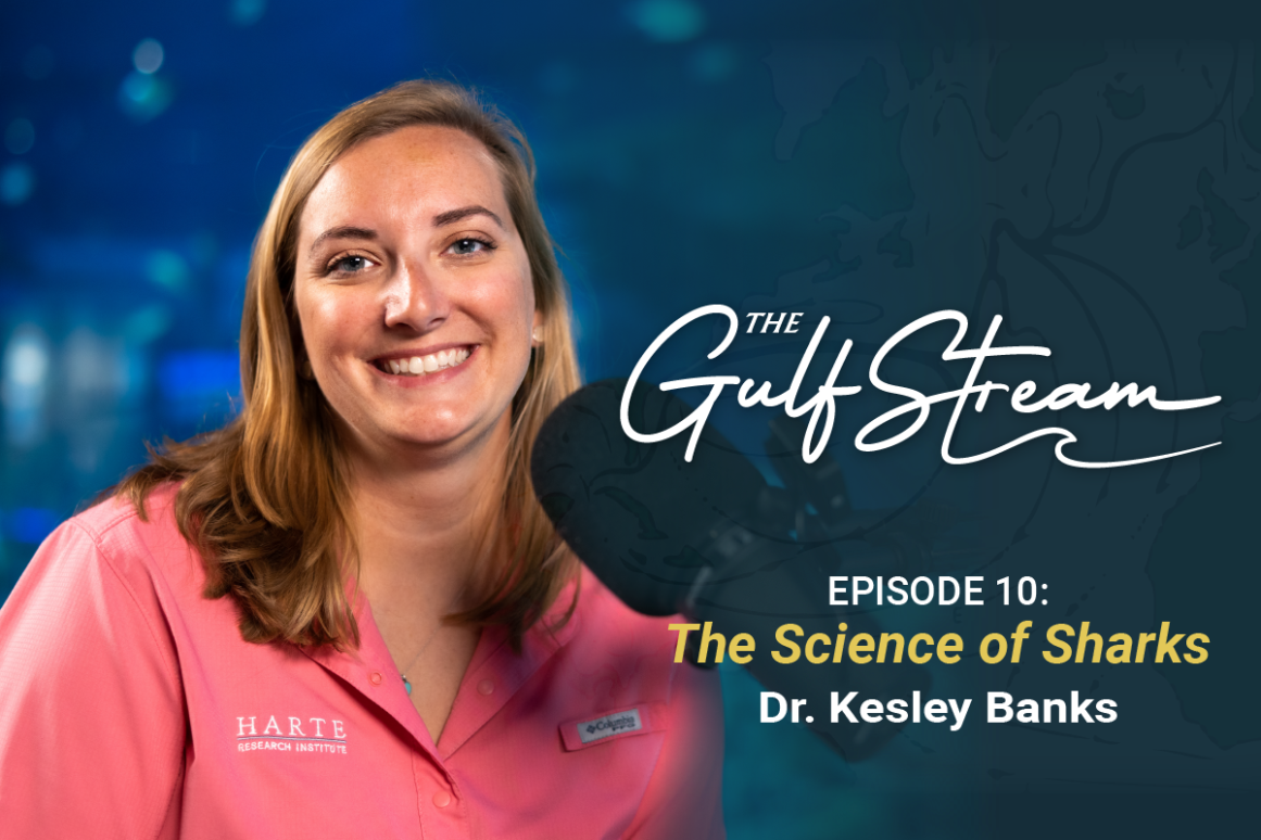 The Gulf Stream Podcast - Dr. Kesley Banks