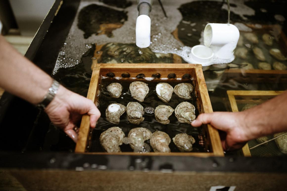 Oyster aquaculture