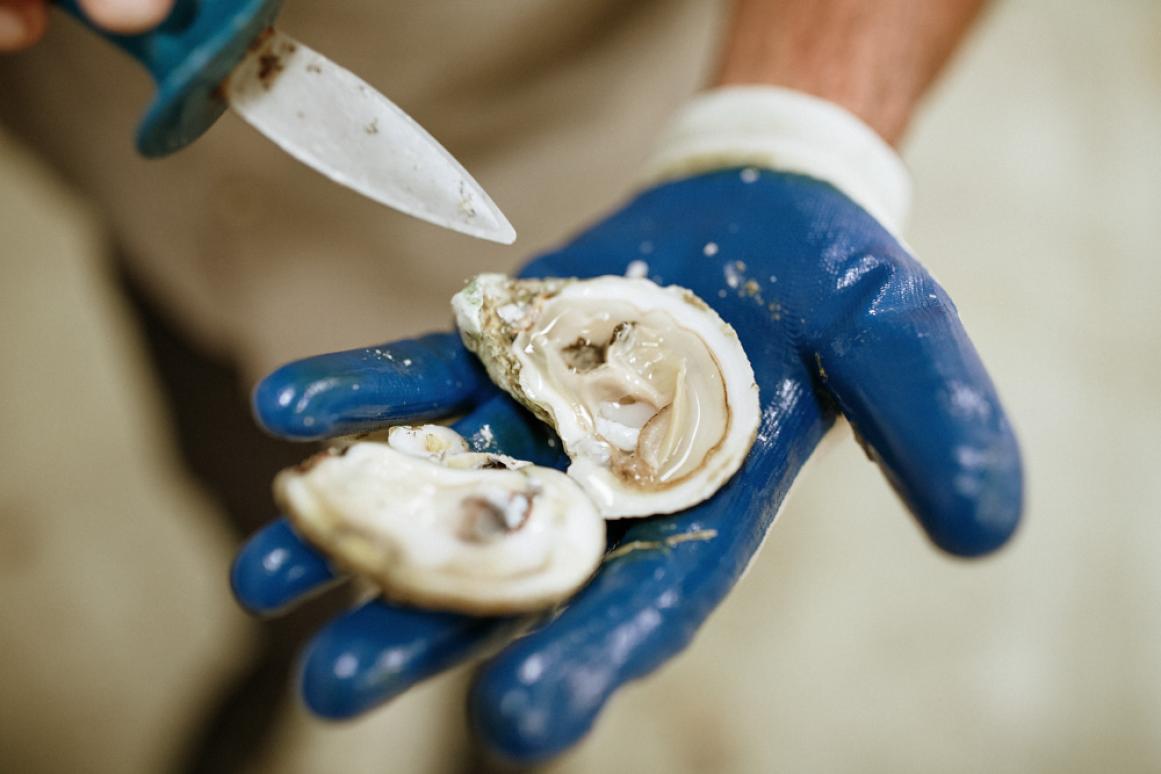 oyster aquaculture