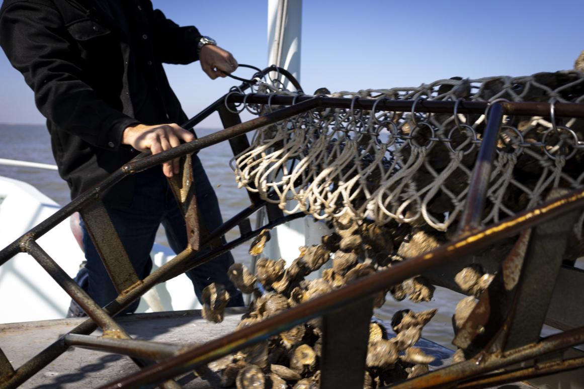 oyster dredge