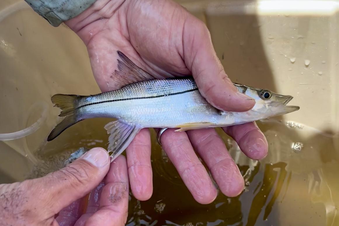 juvenile tarpon