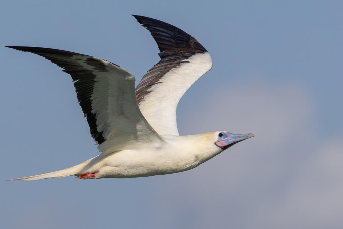 Red-footed Booby in Corpus Christi Bay