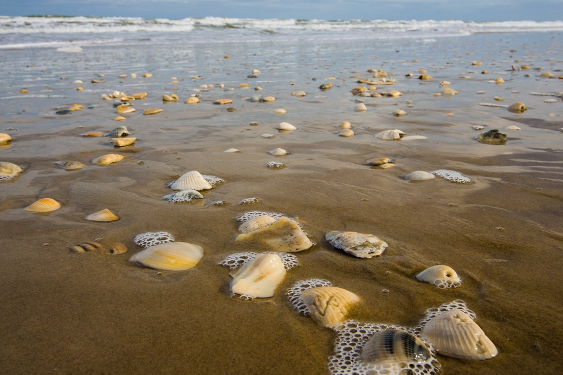 Texas Seashells