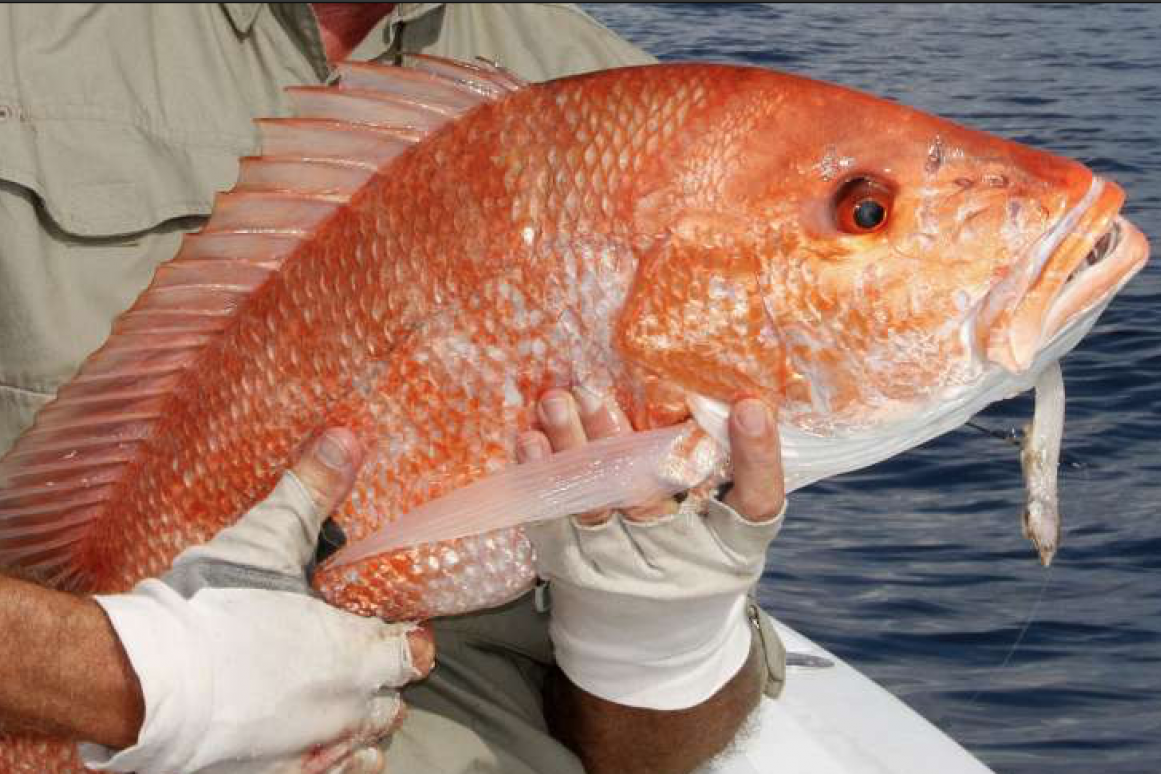 red snapper