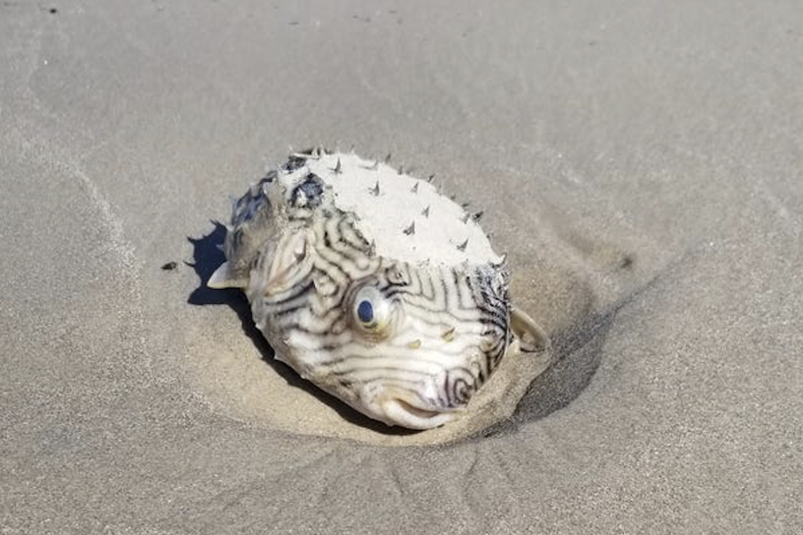 dead burrfish