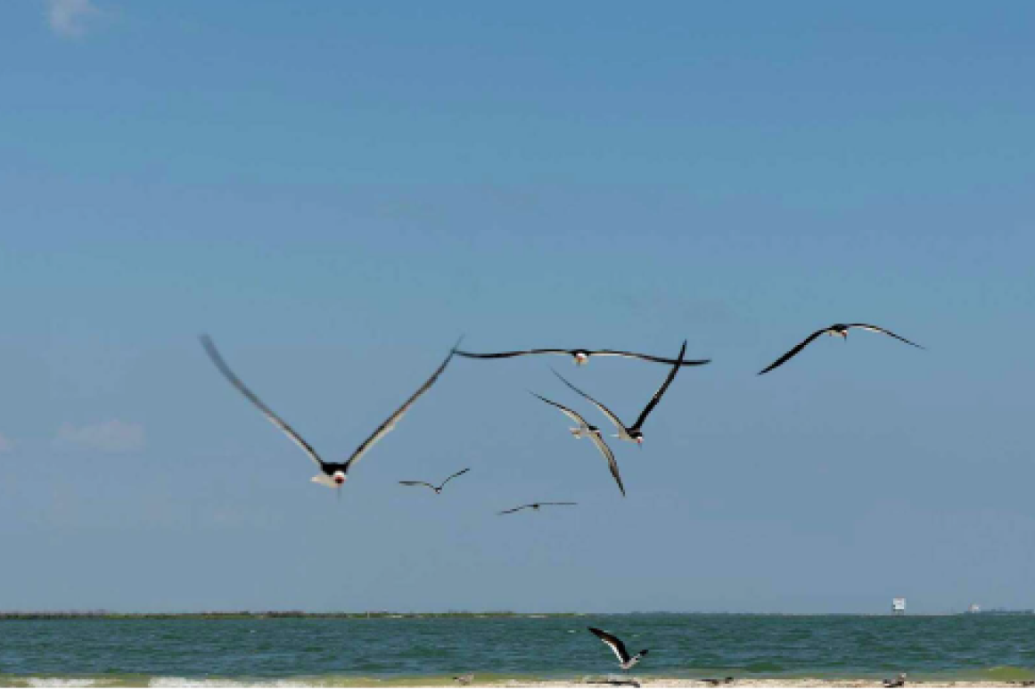 Colonial waterbirds