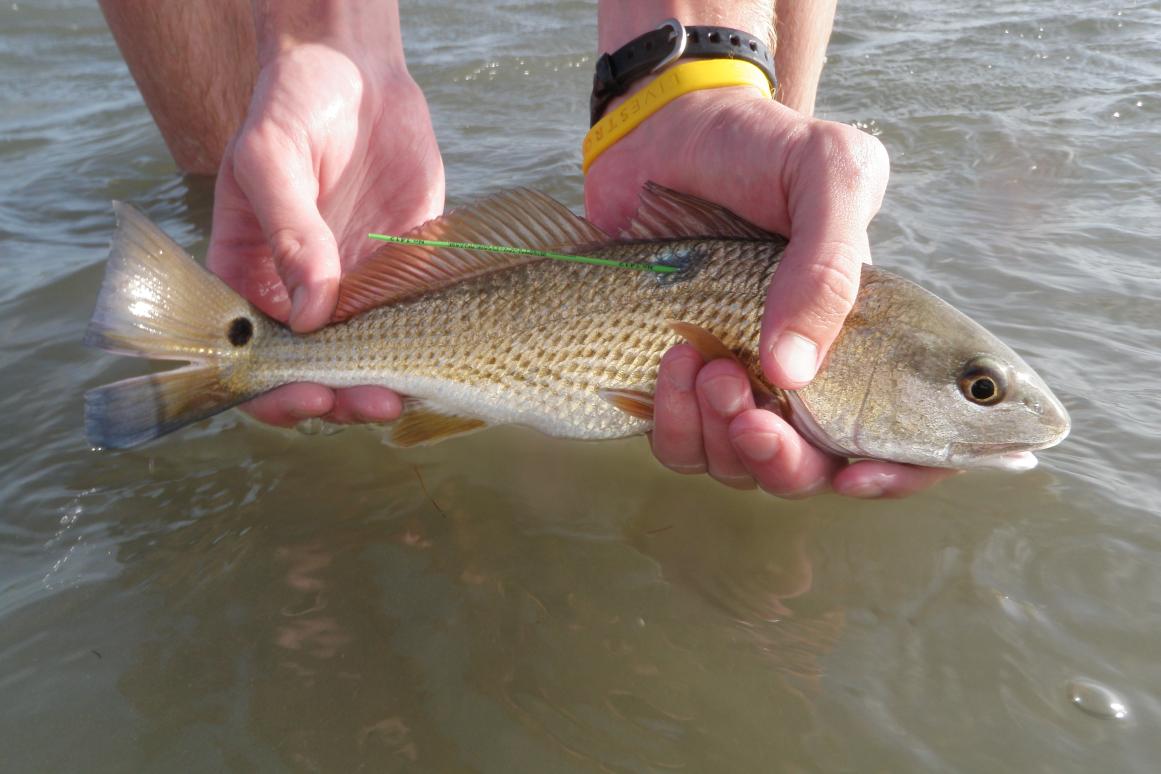 small redfish