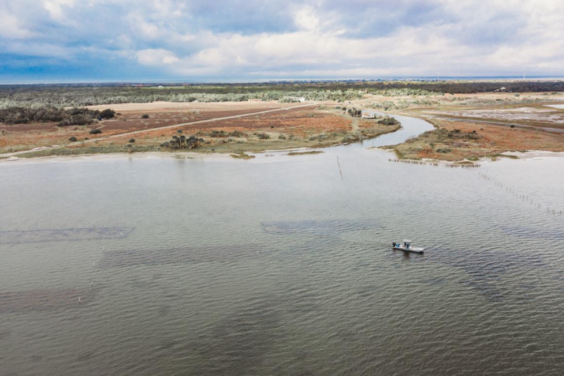 restored oyster reefs