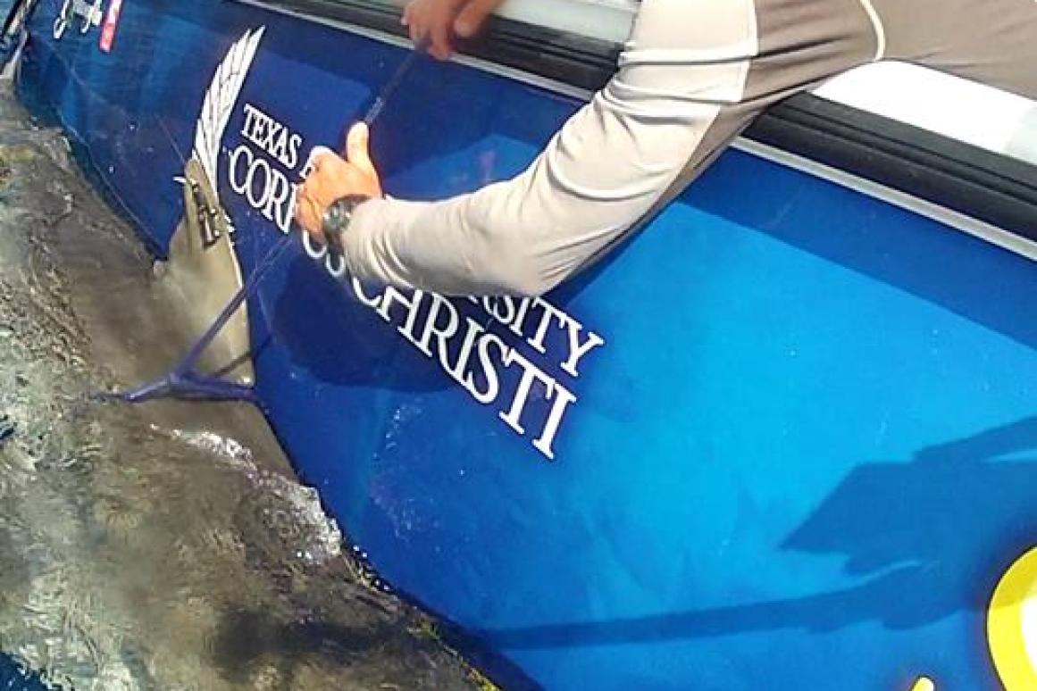 HRI researchers tagging sharks in the Gulf