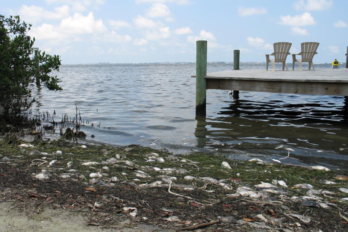 Red tide fish kill