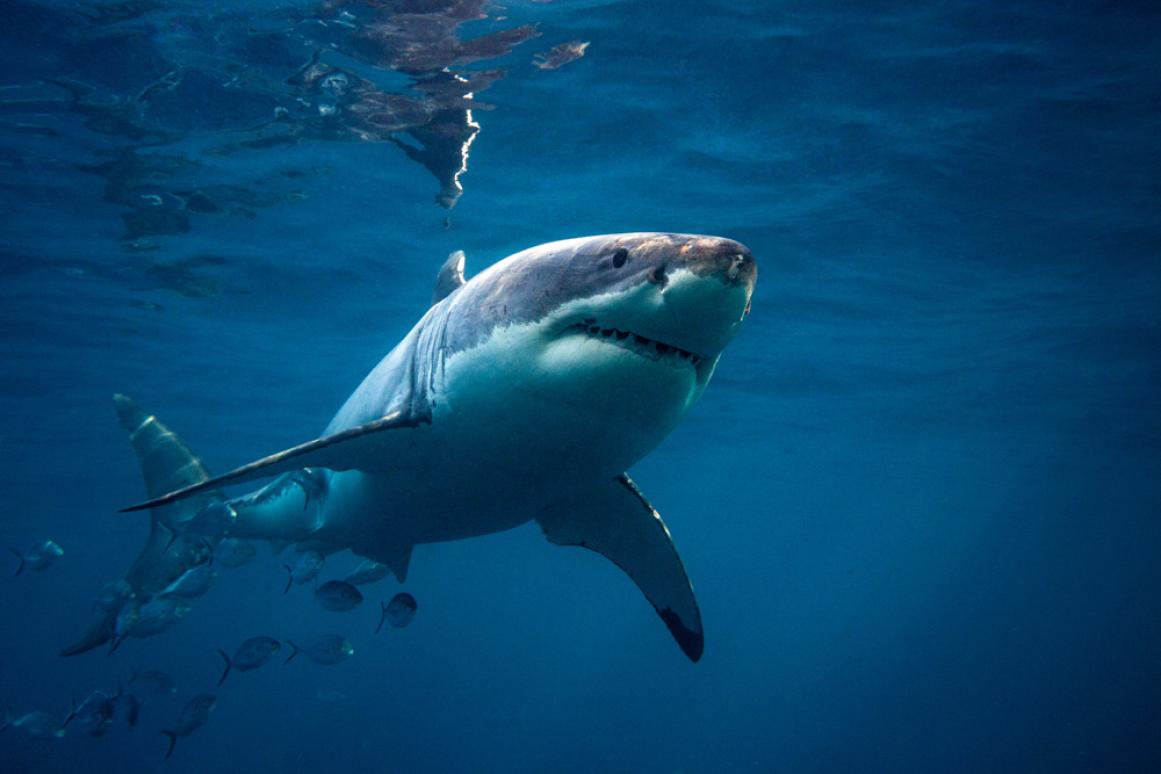 great white shark