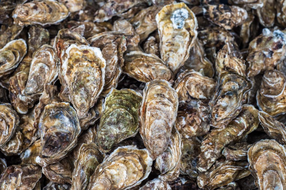 oyster reefs