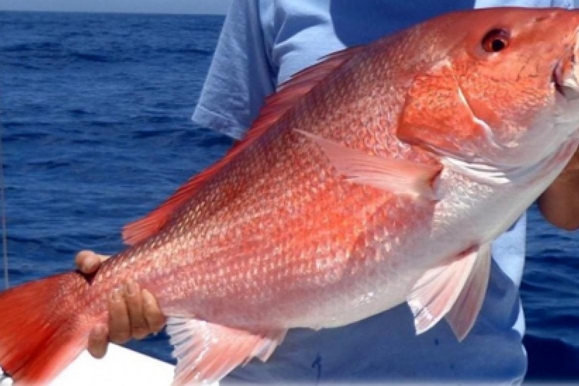 red snapper