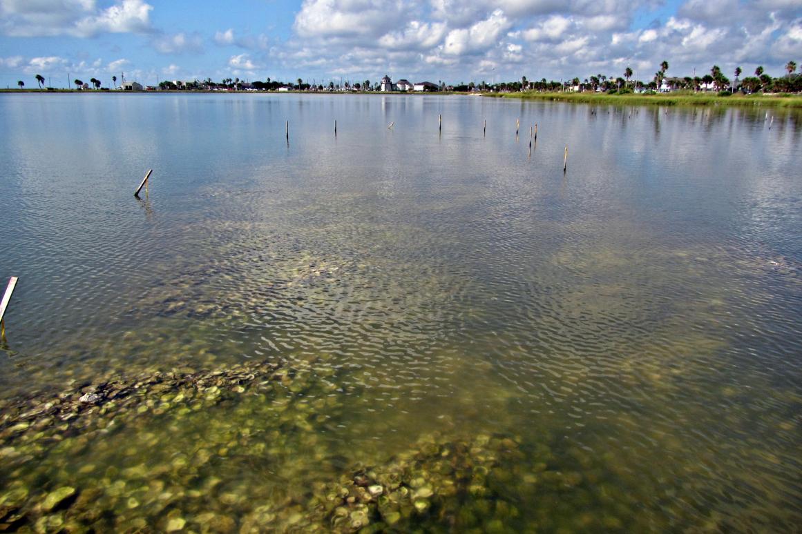 Living shorelines