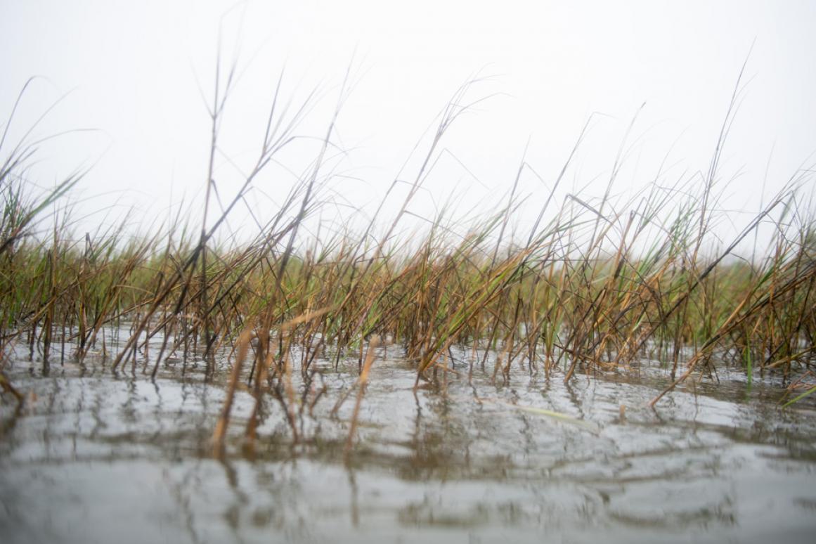 marsh shoreline