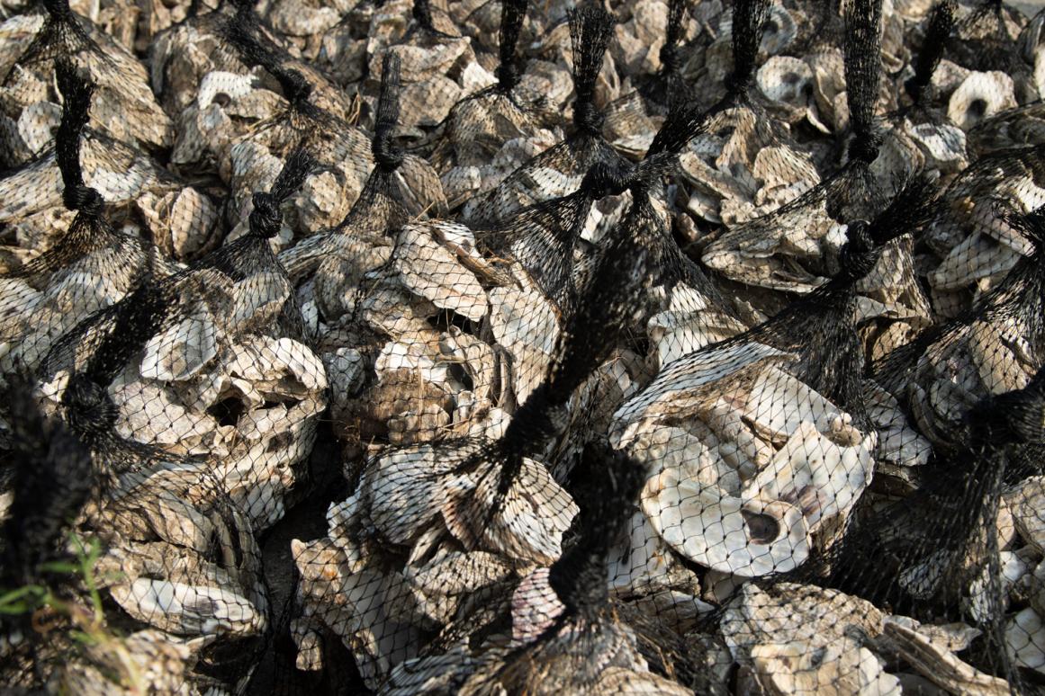 Oyster Restoration