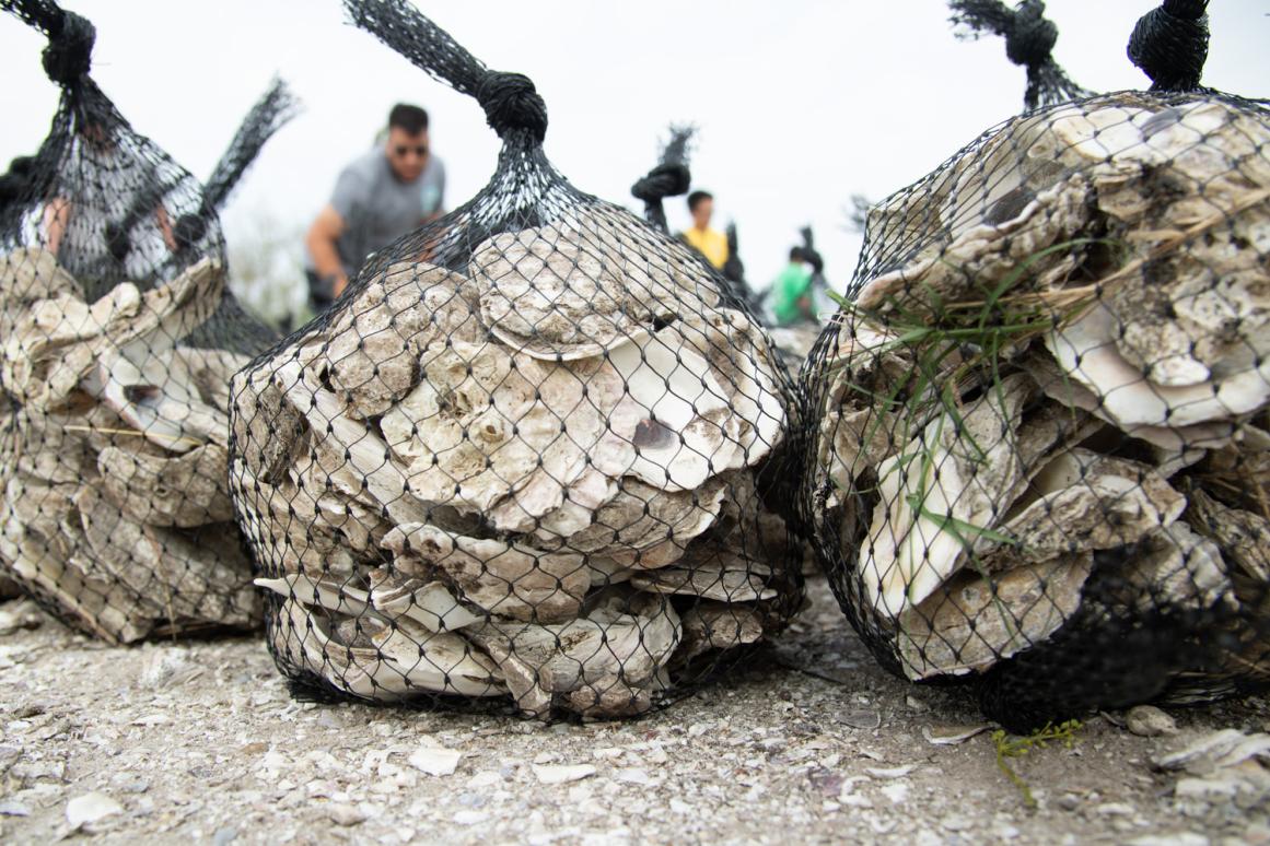oyster shell in bags for restoration