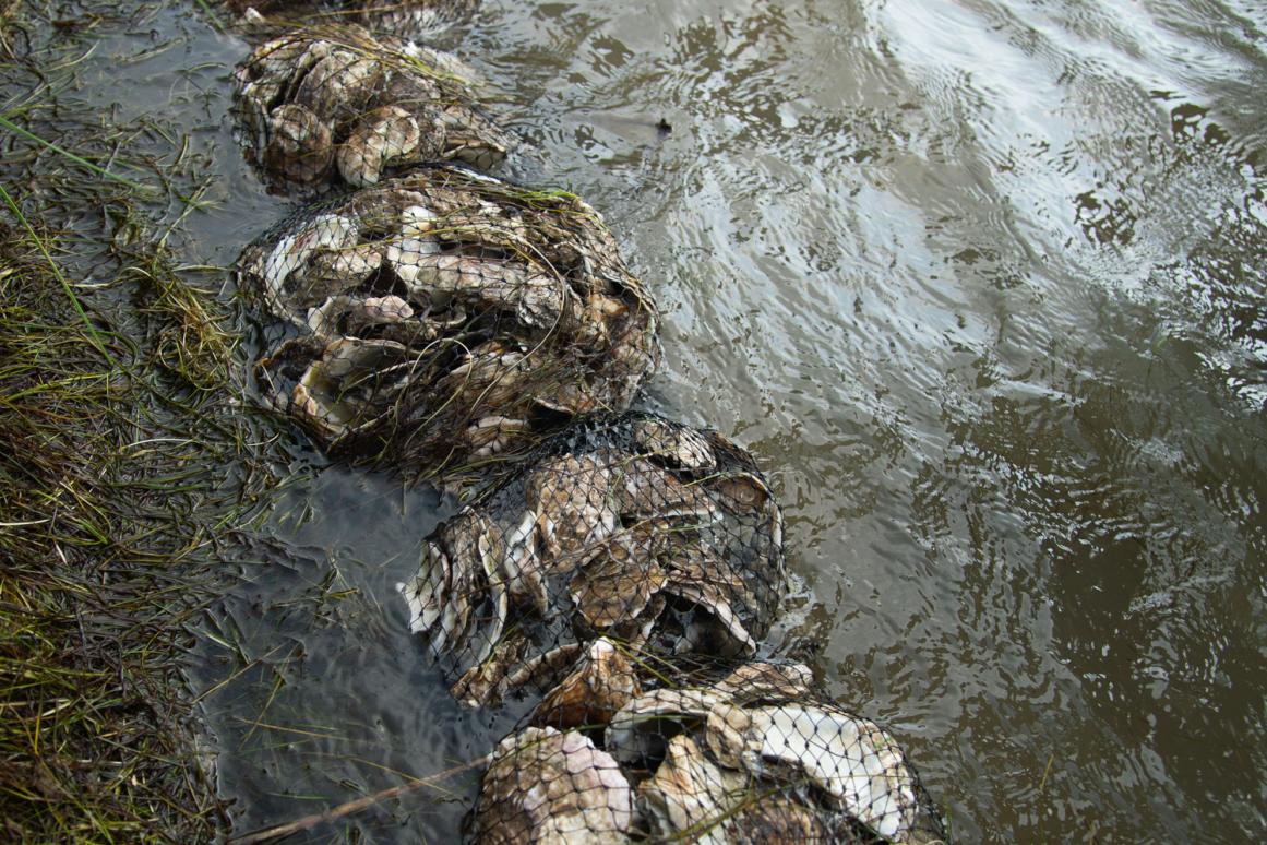 oyster reef restoration