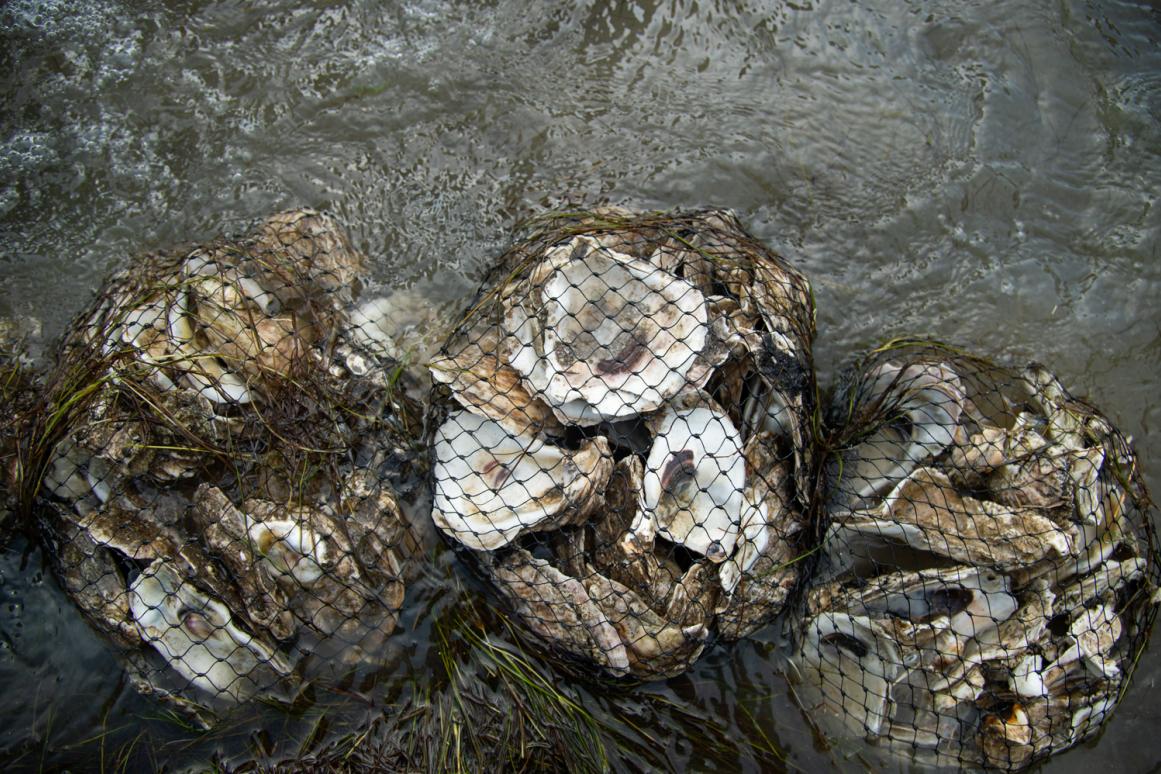 oyster reef shoreline