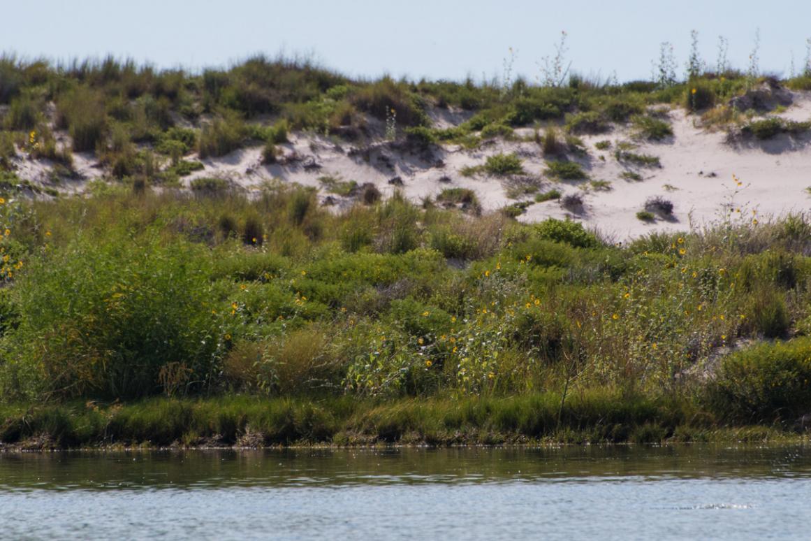 living shoreline