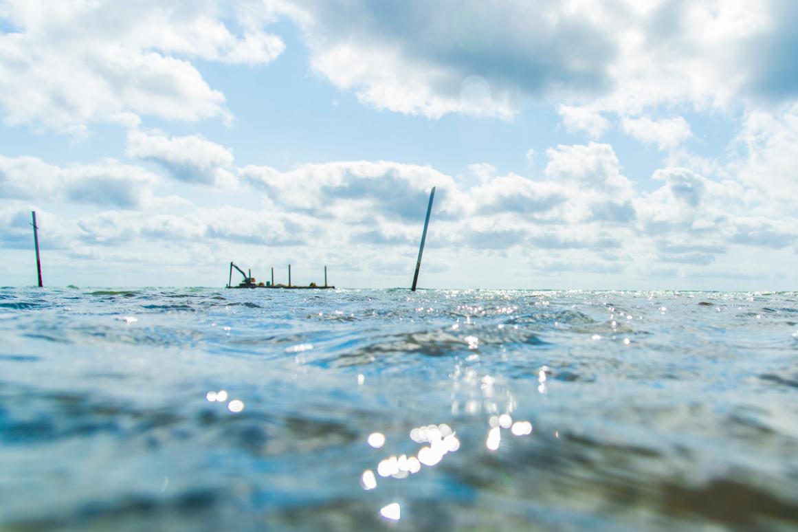 oyster reef restoration