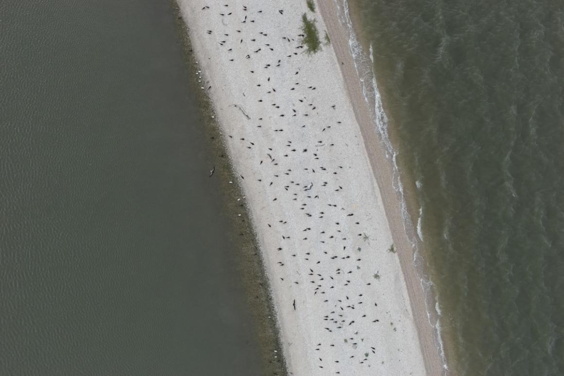 birds on island