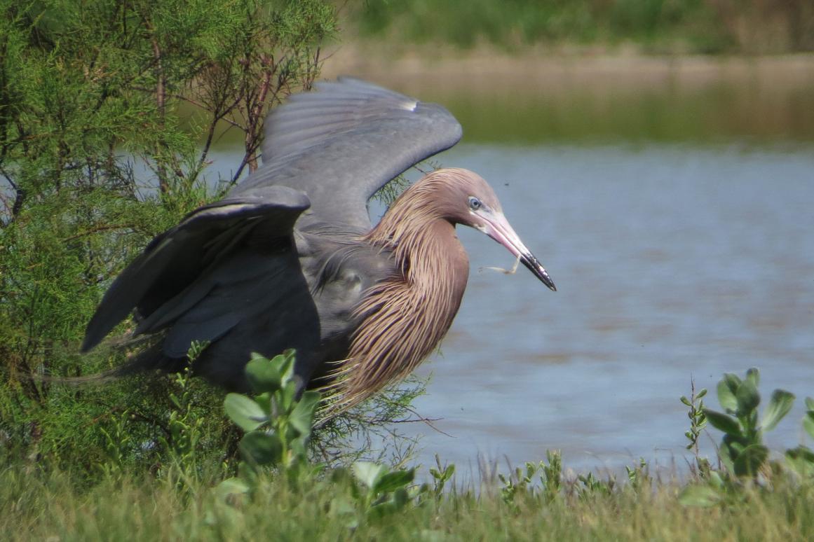 Reddish Egret