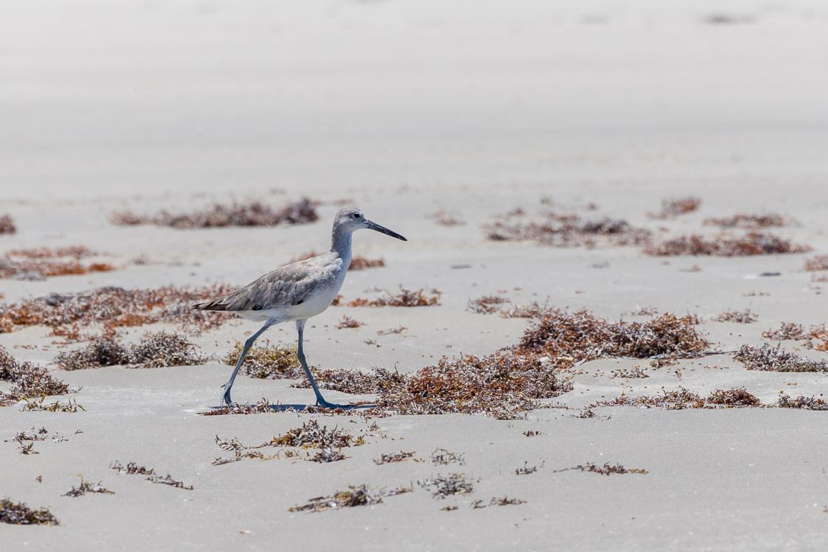 South Texas beach