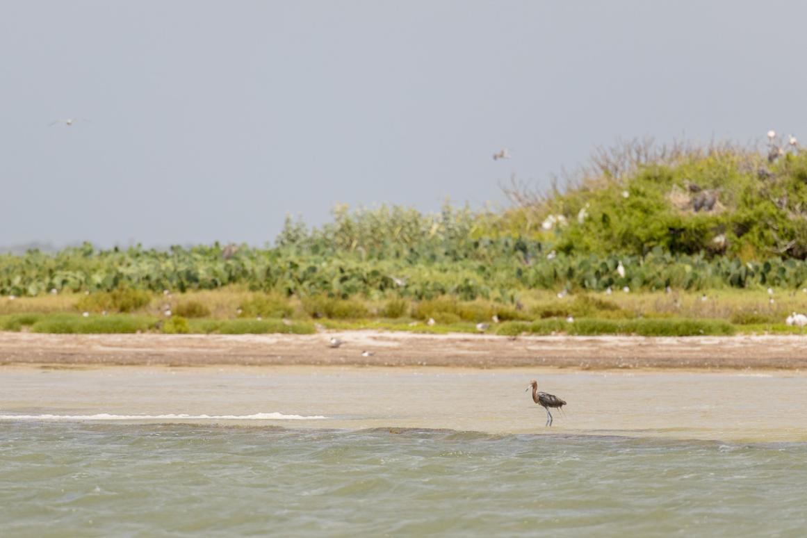 Birds on rookery island