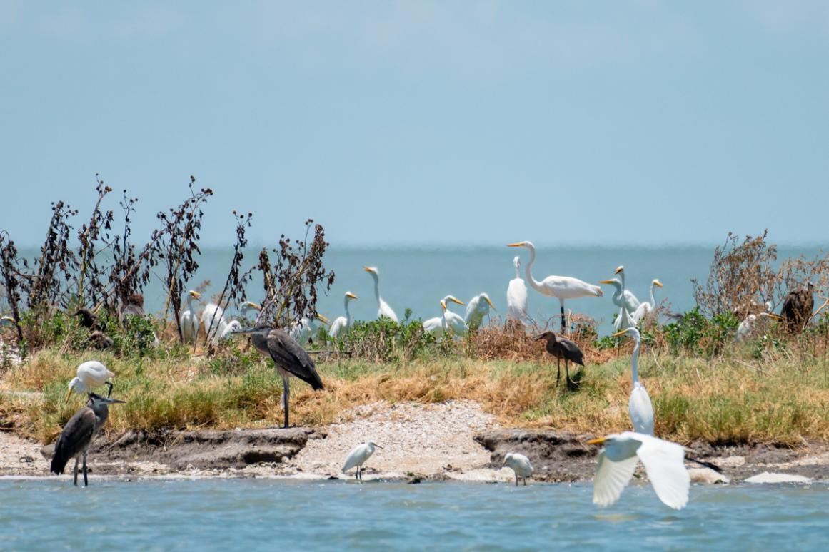 Texas rookery island