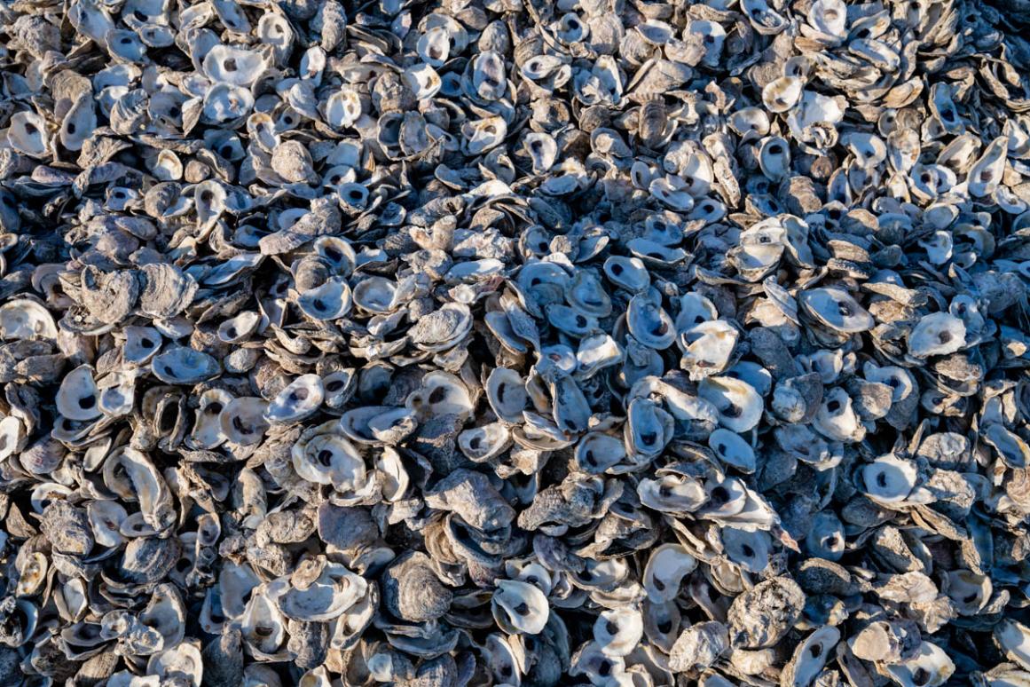 texas oyster shells