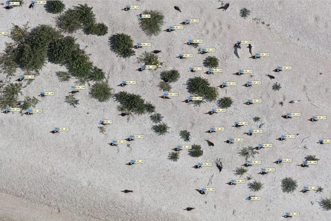 aerial view of colonial waterbird nesting colony