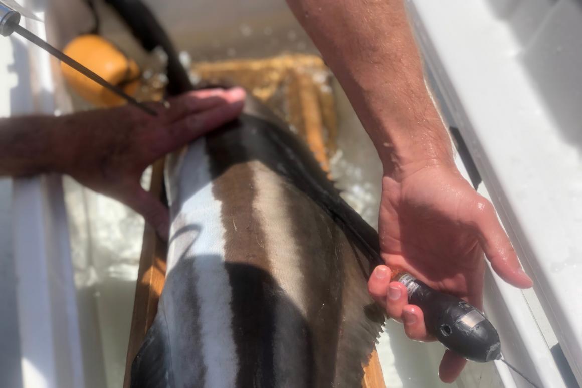 Tagged cobia