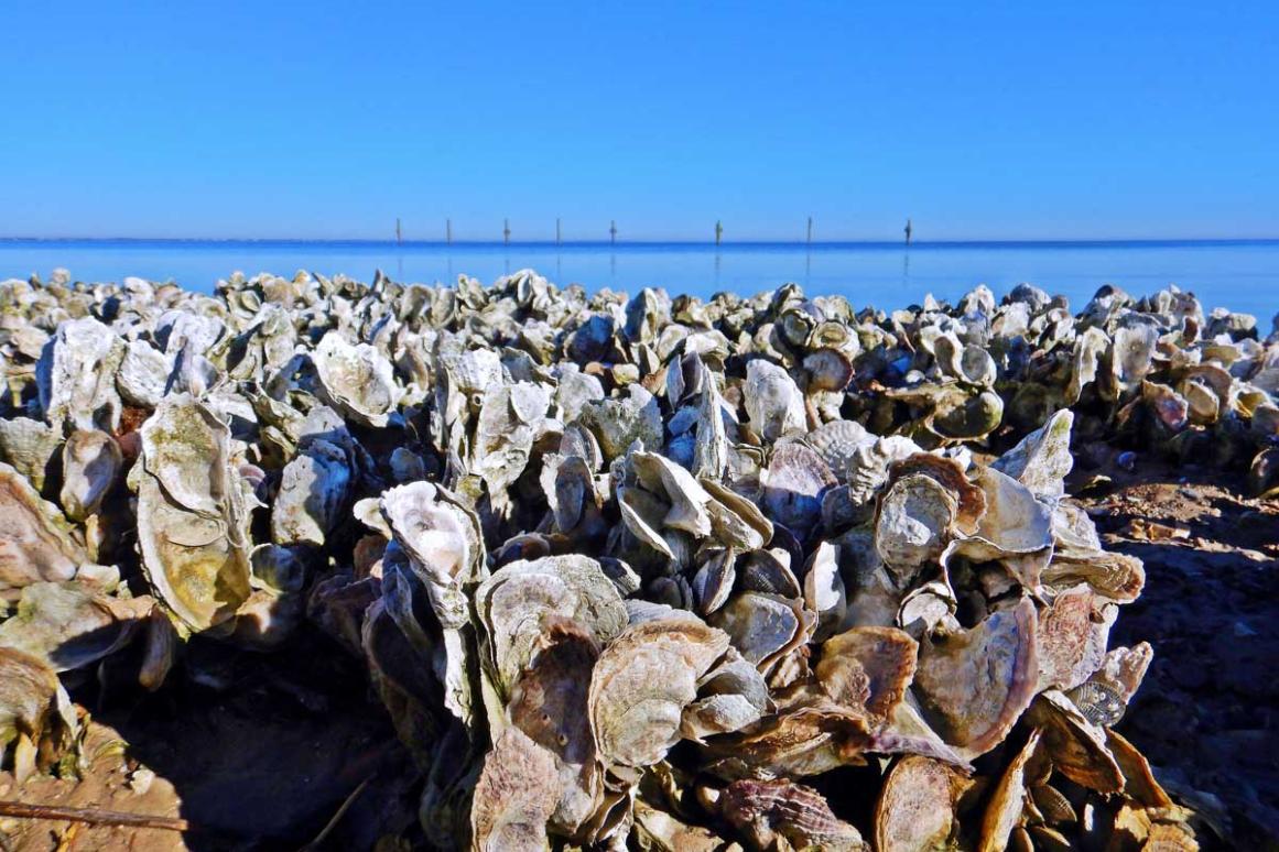 Copano Bay oyster reefs