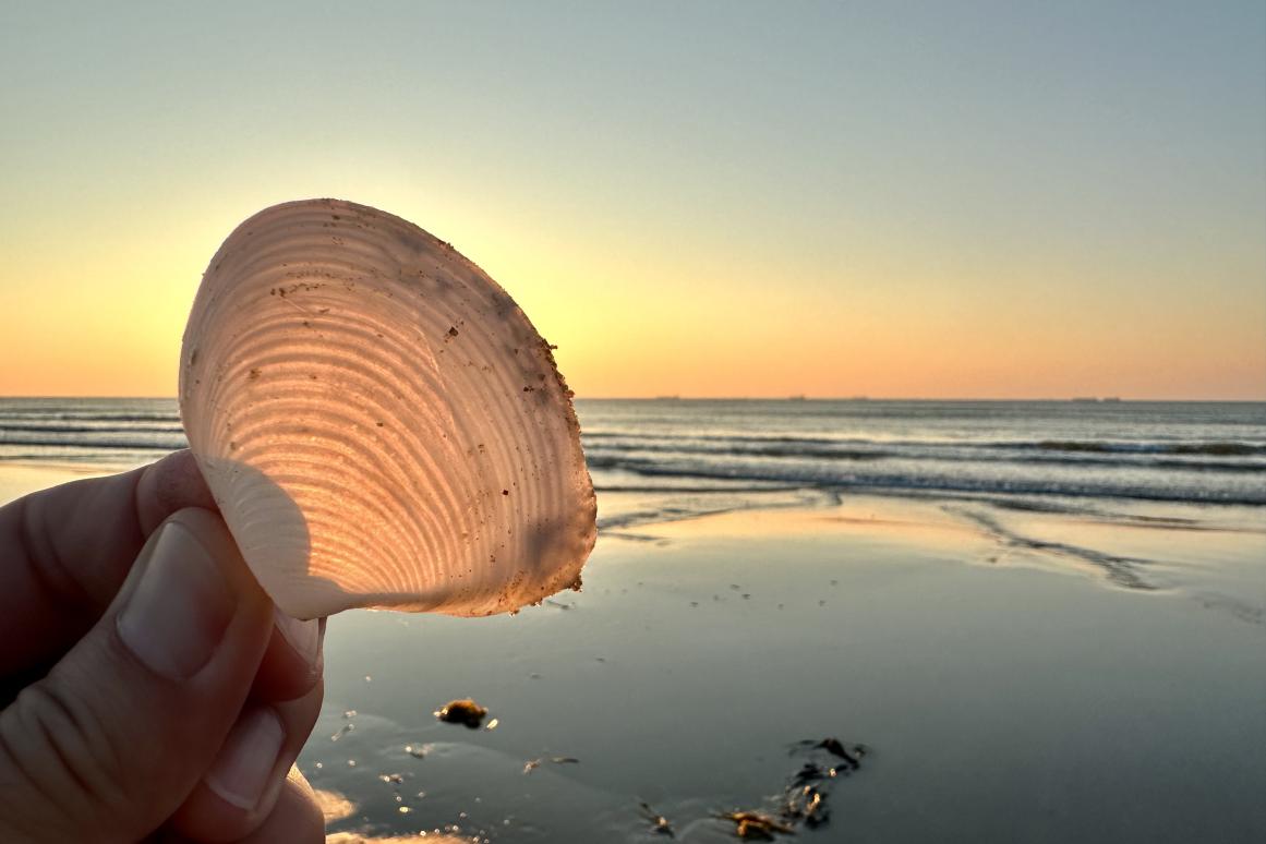 Shell at sunrise