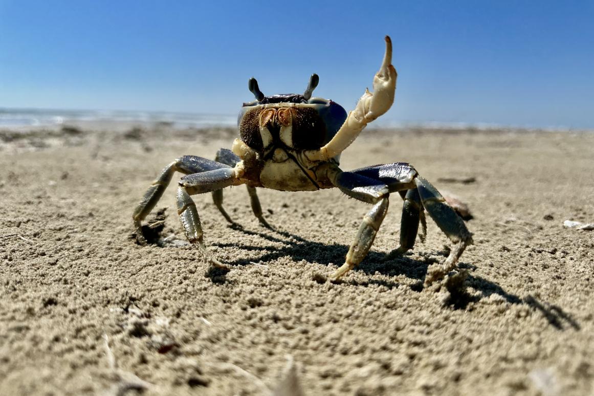 blue Caribbean land crab