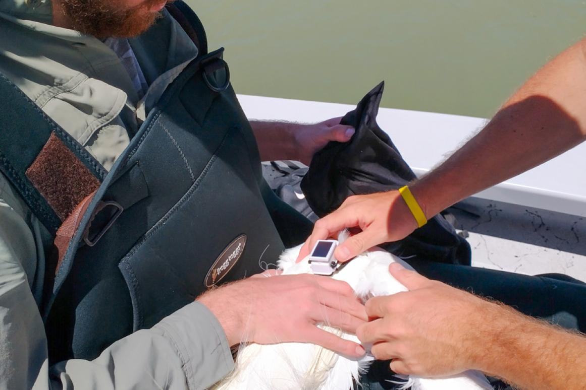 affixing a transmitter on an egret