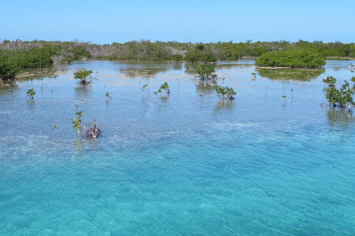 Subtropical Estuary