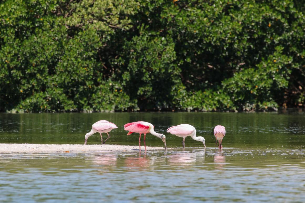 spoonbills feeding