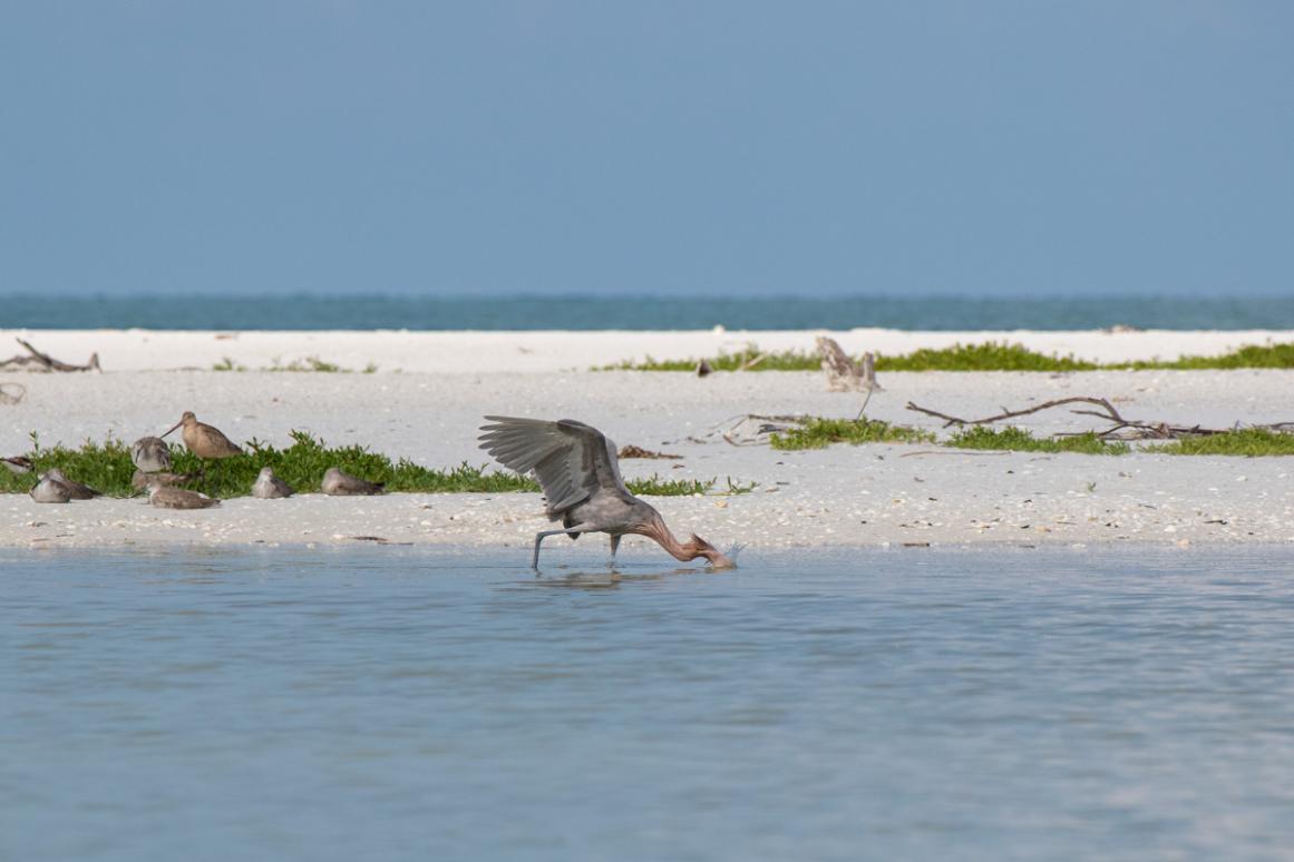 reddish egret feeding