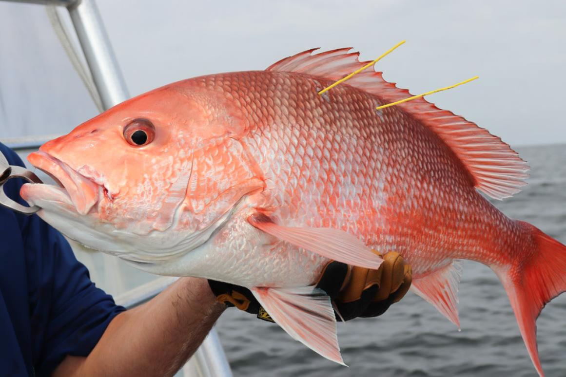 tagged red snapper