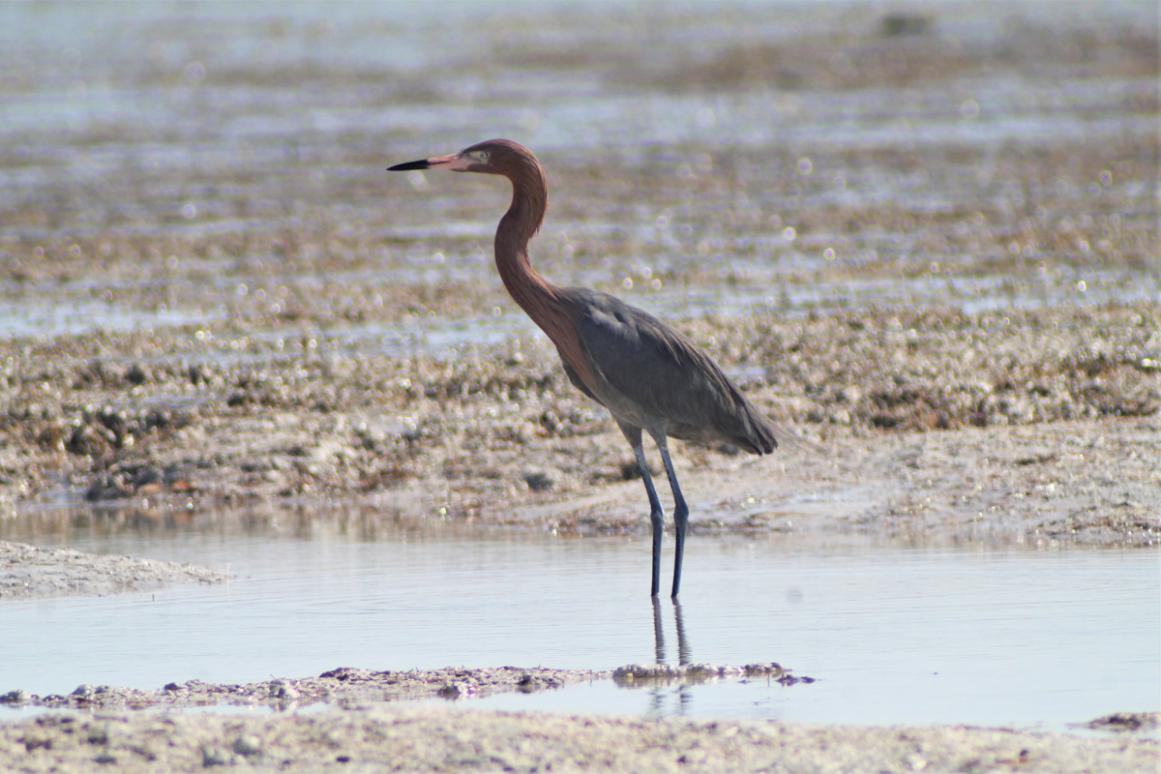 Reddish egret