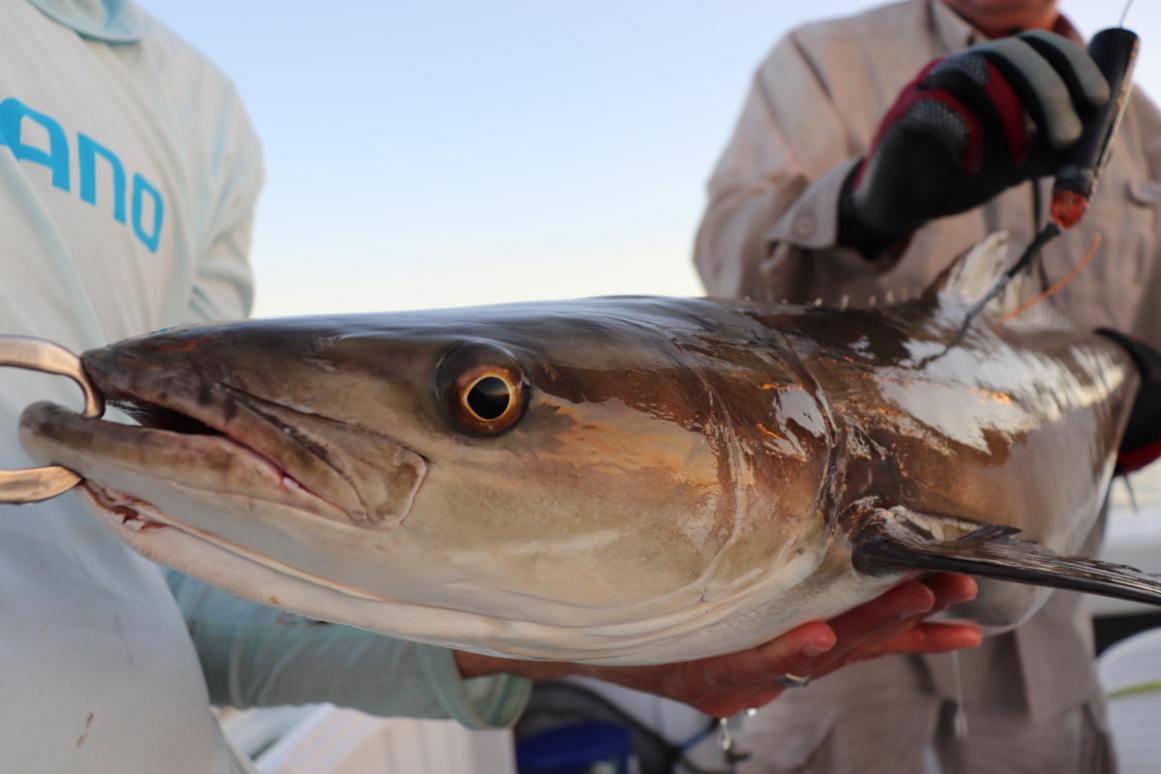 Tagged Gulf of Mexico cobia