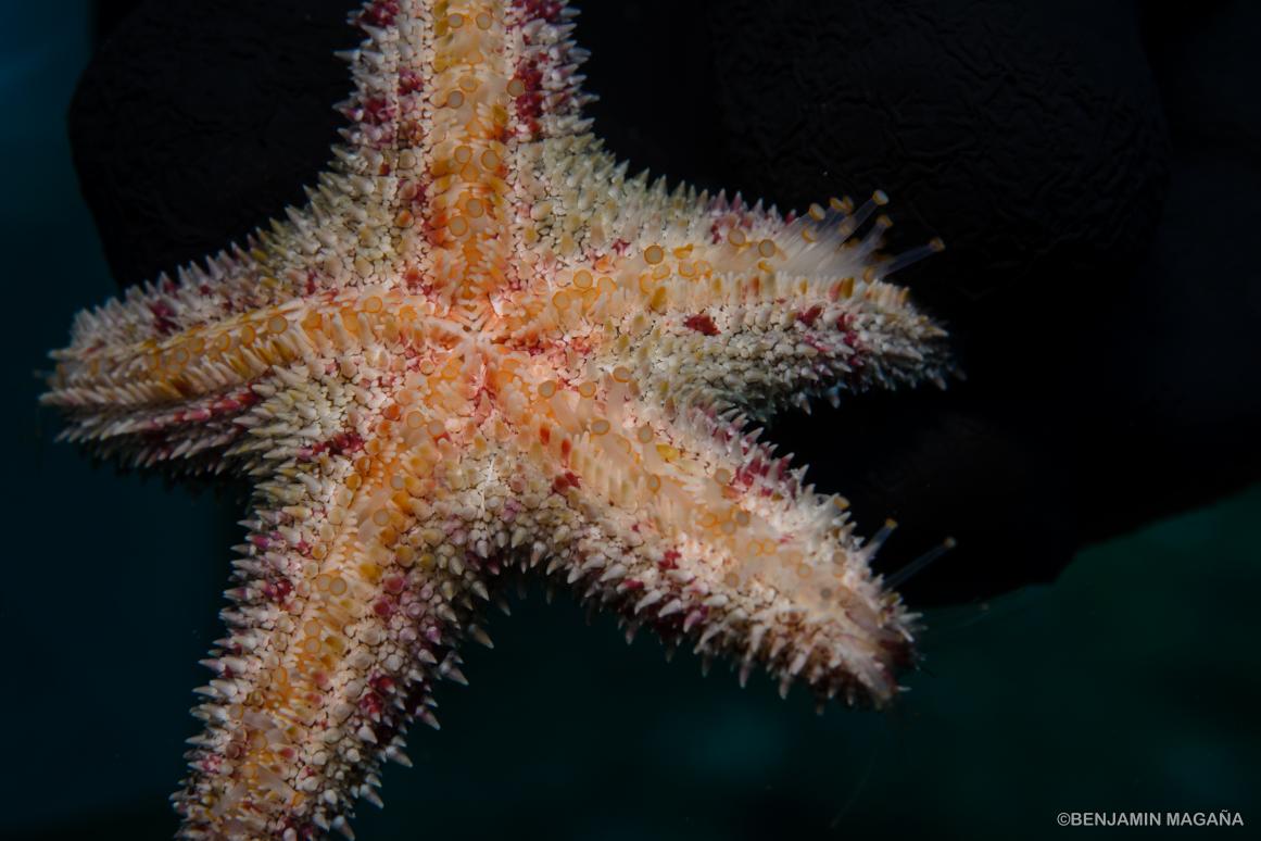 Biodiversity of the Southern Gulf of Mexico