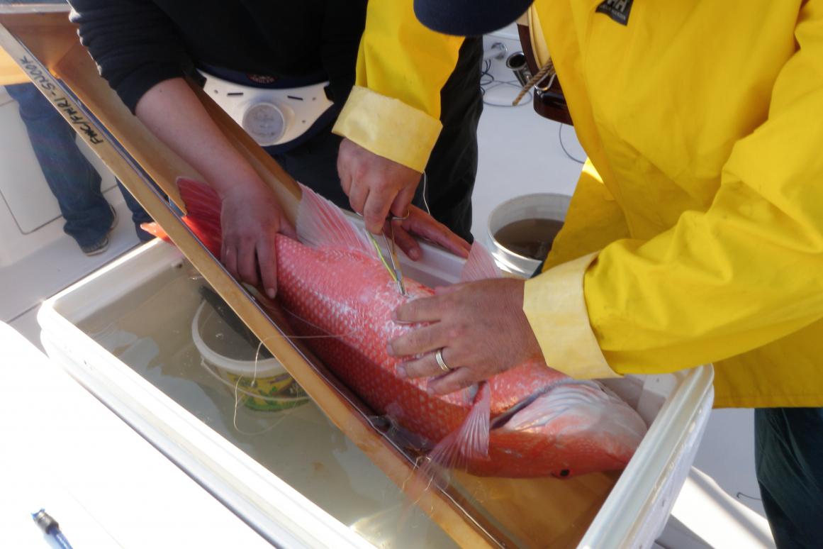 Implanting "pinger" into a Red Snapper